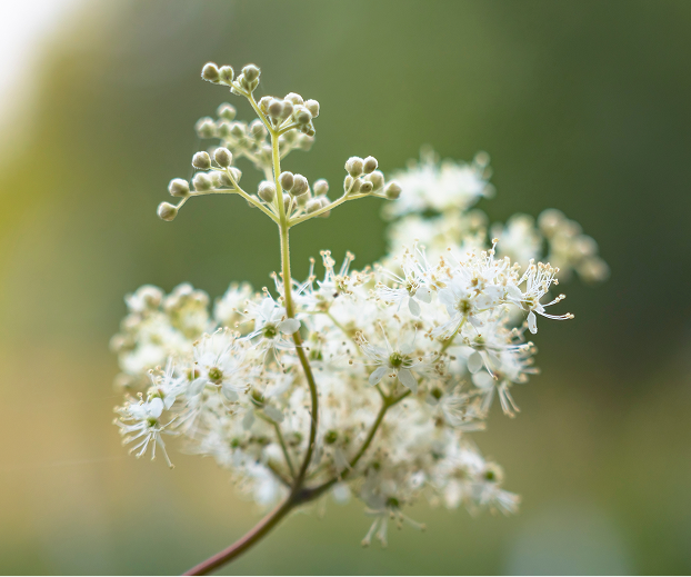 植物エキス