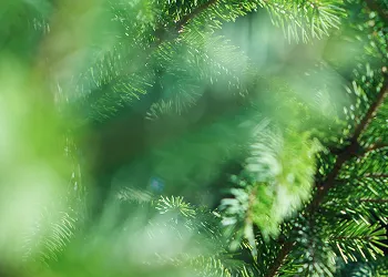 2種の植物エキス